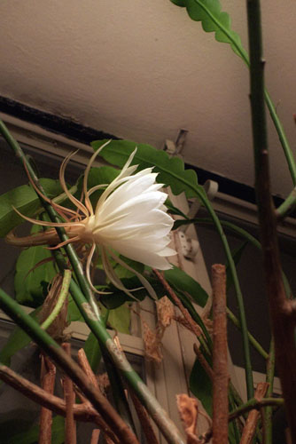 Night Blooming Cereus: First Discovery
