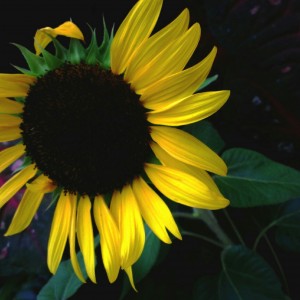 Sunflower #7